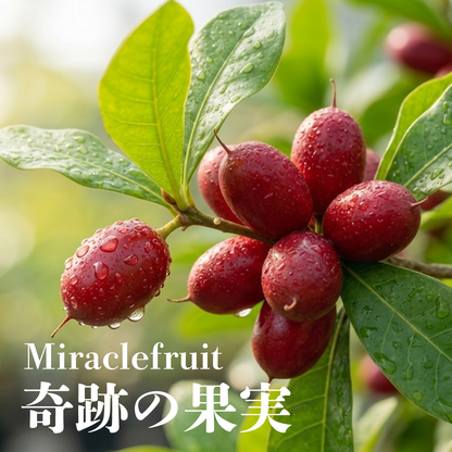 MIRAPURE「ミラピュア」1 箱 / 税込＋送料込み